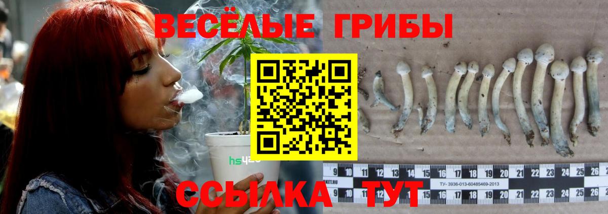 Галлюциногенные грибы Psilocybe Шарыпово